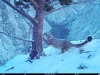 Что нового у снежных барсов в Саяно-Шушенском заповеднике?